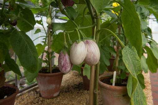 Aubergine or Eggplant is a Perennial Plant Originating from Asia