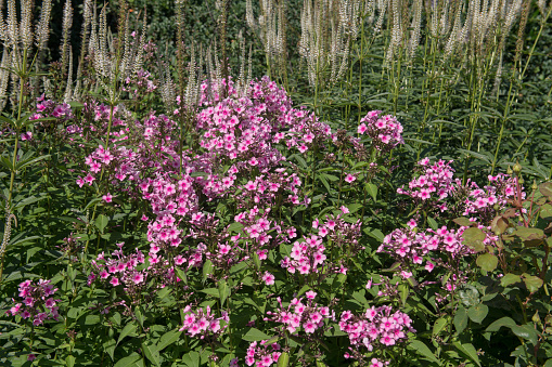 Phlox paniculata is a Perennial Flowering Plant Native to North America