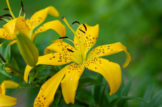 istock Yellow day tiger lily, lily green scene background 1268477280