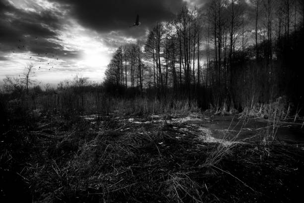 istock Frozen Feelings /Artwork in Monochrome 1268477293