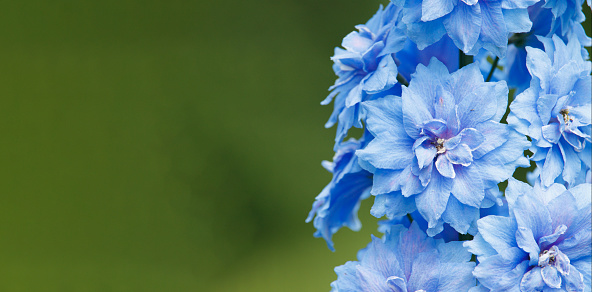Gardening concept.Banner close-up of blue delphinium flower on blurred greenery background with place for text.