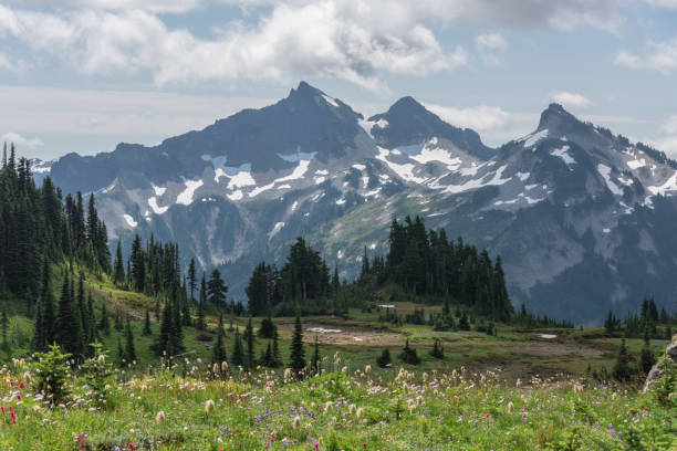 istock Majestic summer wilderness views, Mt. Rainier National Park 1268477670
