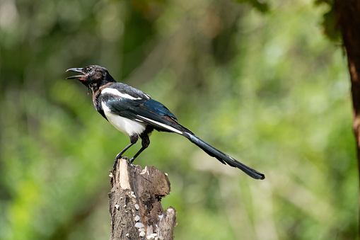 Magpie screaming (Pica pica)