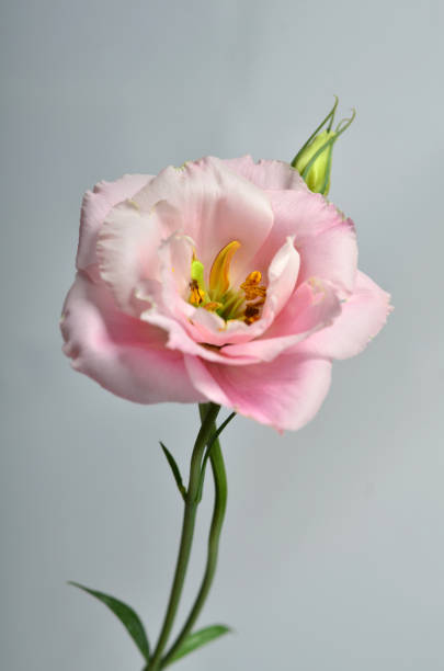 istock Beautiful pink eustoma flower on gray background 1268479790