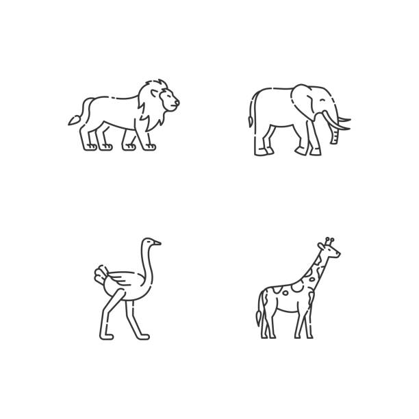 illustrations, cliparts, dessins animés et icônes de ensemble d’icônes linéaires parfaites de pixel de faune africaine - zoo animal safari giraffe