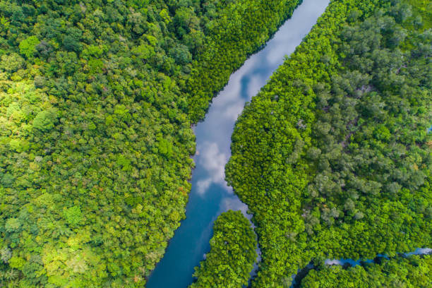 istock Tropical rain forest mangrove river and green tree on island 1268481425