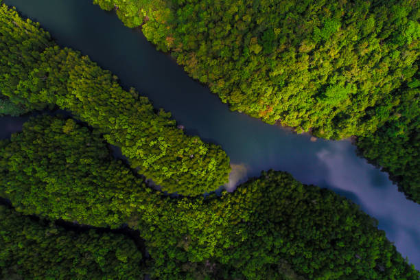 istock Tropical rain forest mangrove river and green tree on island 1268481608