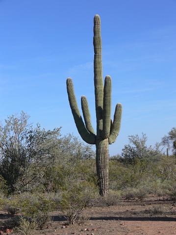 group of textured surface of red and green cactus flower in Aruba island