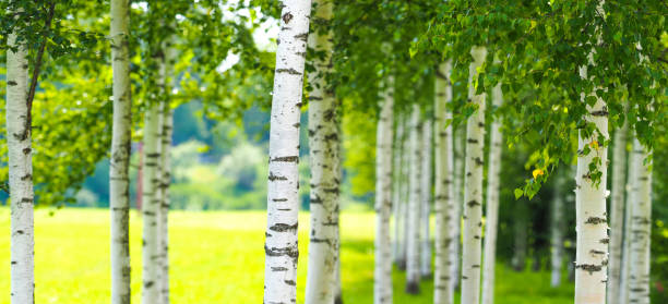 istock Beautiful birch grove, summer natural panoramic background. Panorama of birch forest 1268484727
