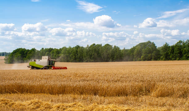 istock Combine harvester harvests ripe wheat in field 1268485607