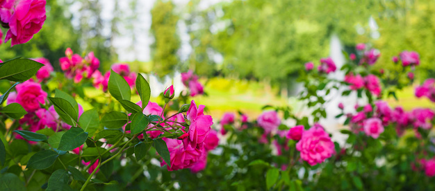 Blooming pink roses in the summer garden park, panoramic view. Rose garden