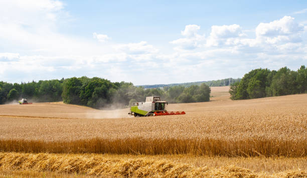 istock Combines at work in field during wheat harvesting 1268486412