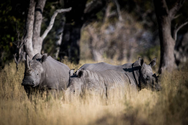 istock White Rhinos Hidding In Bush In Okavango Delta In Bostwana 1268486677