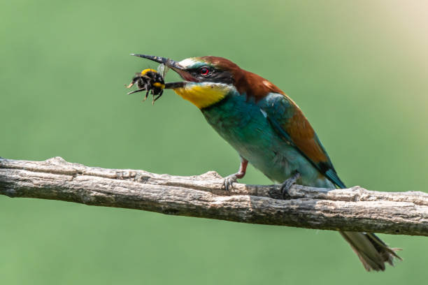 Bee-eater European bee-eater (merops apiaster) sitting on a branch bee eater photos stock pictures, royalty-free photos & images