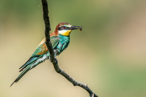 European bee-eater (merops apiaster) sitting on a branch