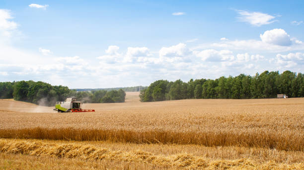 istock Combine harvester harvests ripe wheat in field 1268488665