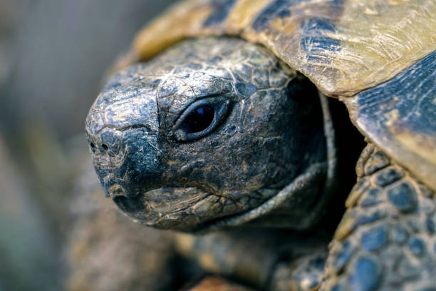 istock Detail of turtle's head 1268488793