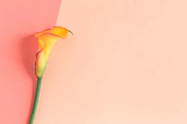 istock Beautiful yellow Calla Lily flower on a peach pastel background. 1268490049