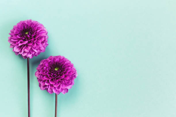 Amazing Dahlia flowers on a turquoise pastel background.