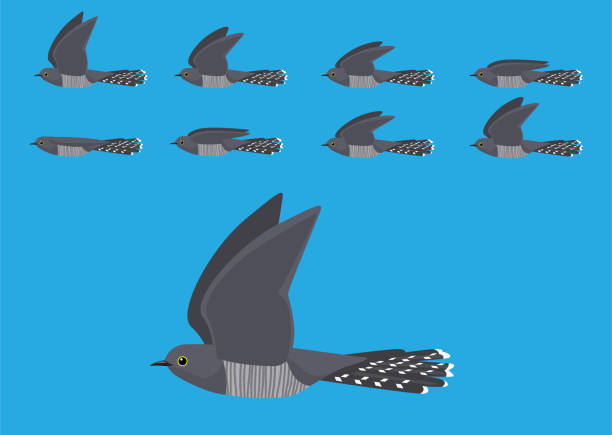 Common Cuckoo Flying Motion Animation Sequence Cartoon Vector Illustration Bird Flying Animation EPS10 File Format common cuckoo stock illustrations