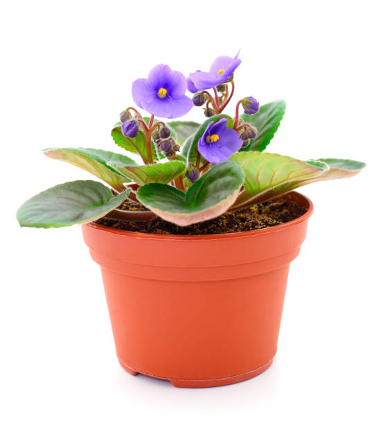 istock Saintpaulia in a pot. 1268493067