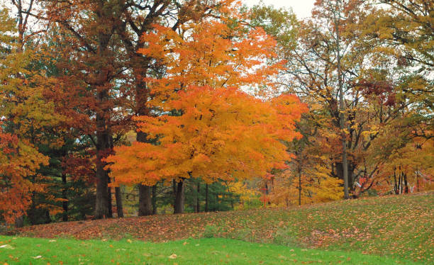 istock A single beautiful Sugar Maple Tree-Miami County Indiana 1268493438