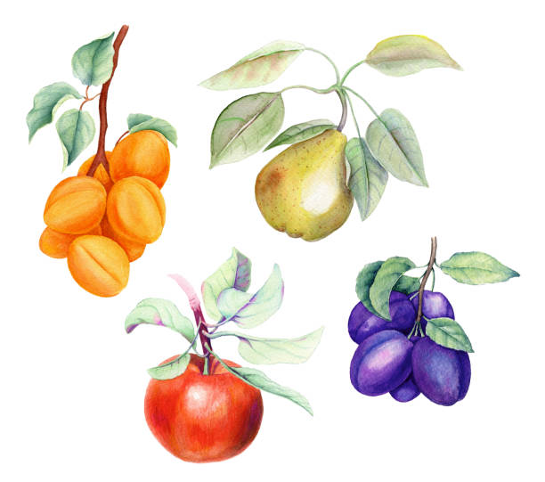 과일 빈티지 수채화 일러스트레이션 세트 - plum red white background organic stock illustrations