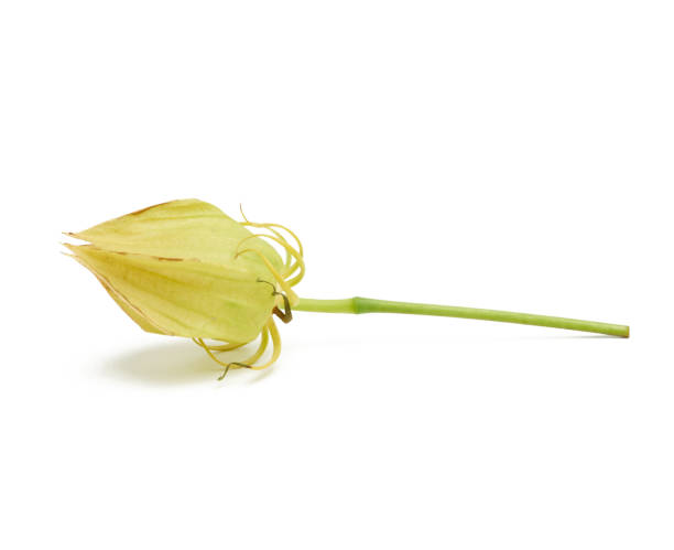 istock yellow unblown bud of red hibiscus isolated on white background 1268494974