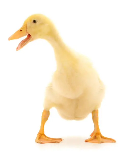 Young cute duckling standing isolated on white background.