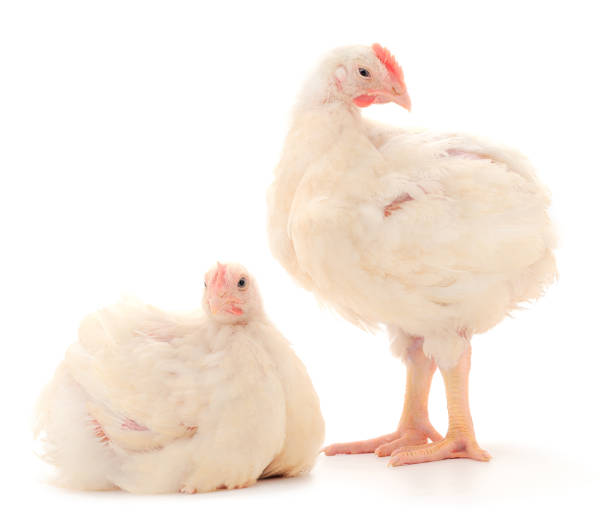 istock Two chicken or young broiler chickens. 1268495610