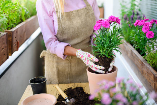 여름에 발코니에 정원을 가꾸고 꽃을 심는 인식 할 수없는 노인 여성. - flower pot gardening glove glove protective glove 뉴스 사진 이미지