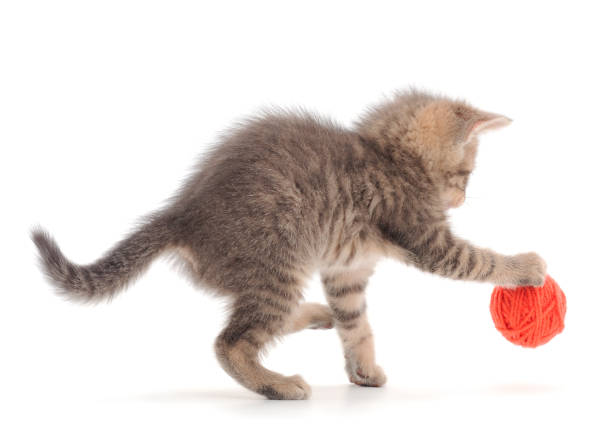 istock Kitten with ball of yarn. 1268497413