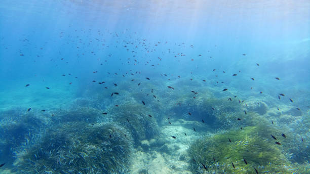 istock Sardinia crystal water underwater view while diving 1268497489
