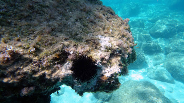 istock Sardinia crystal water underwater view while diving 1268497761