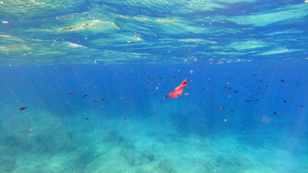 istock Sardinia crystal water underwater view while diving 1268498891