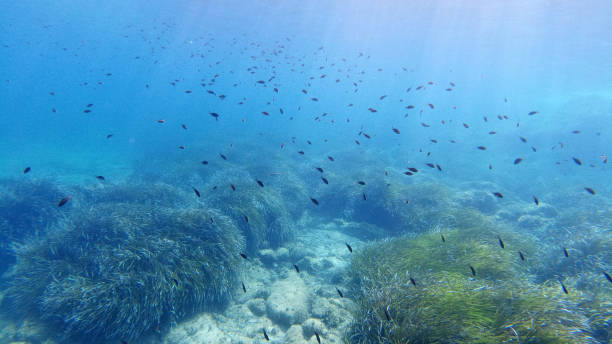 istock Sardinia crystal water underwater view while diving 1268498924