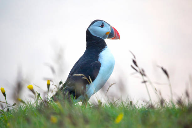 istock paffin bird on the grass in Iceland 1268499503
