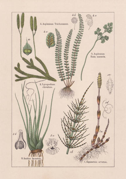 Ferns, chromolithograph, published in 1895 Ferns: 1) Field horsetail (Equisetum arvense), a-fertile stem, b-barren stem, c-strobilus with sporangiophores, d-spurs slingshot; 2) Club moss (Lycopodium clavatum), a-spore capsule; 3) Lake quillwort (Isoetes lacustris), a-vertical section of the stem, b-opened leaf base with macrosporangia; 4) Maidenhair spleenwort (Asplenium trichomanes), a-fruit capsules on the underside of a leaf, b+c-spurs; 5) Wall-rue (Asplenium ruta-muraria). Chromolithograph, published in 1895. lycopodiaceae stock illustrations