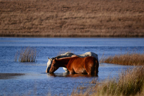 istock Horses in a lake 1268502034