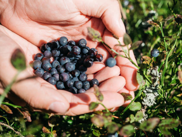 istock Closeup of blueberries in man's hands in forest 1268502281