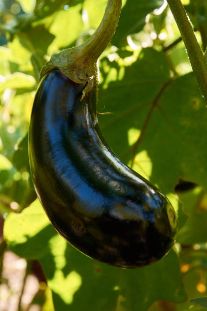 istock Long violet eggplant growing on the stem 1268503058