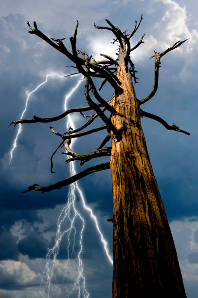 un viejo pino muerto que fue golpeado por el aligeramiento está en peligro de ser golpeado de nuevo por una tormenta de truenos que se acerca. - tree branch burnt silhouette fotografías e imágenes de stock