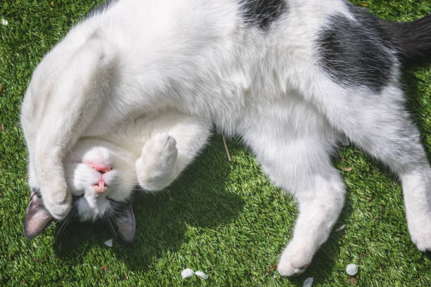 istock Up side down, a black and white cat being playful 1268503250