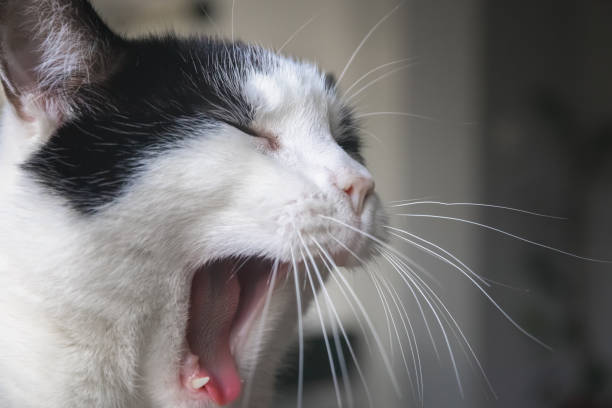 istock A black and white cat yawning 1268503299