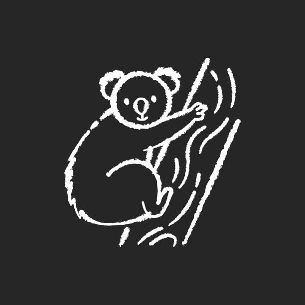 ilustrações de stock, clip art, desenhos animados e ícones de koala chalk white icon on black background - eucalyptus tree tree australia tropical rainforest