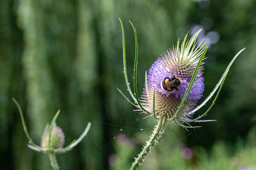 Bumble bee collecting pollen from a wild teasel flower