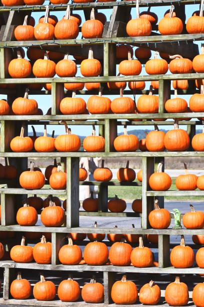istock Display of Pumpkins 1268505307