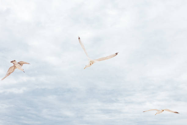 istock Sea gull in the blue sky 1268505370