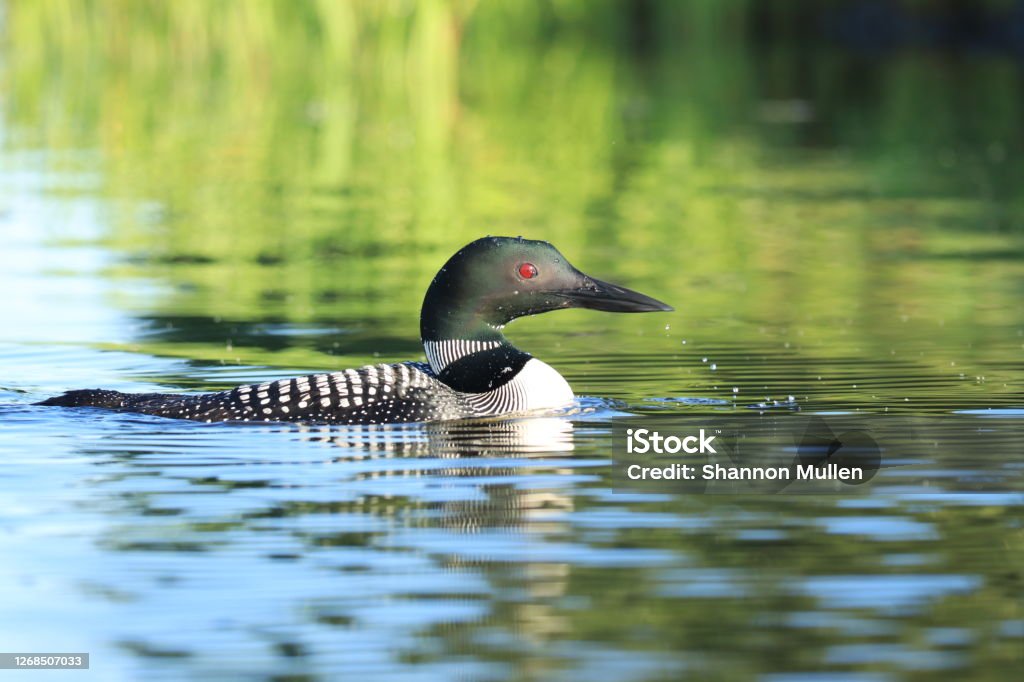 Common loon swimming on lake. Bird Stock Photo