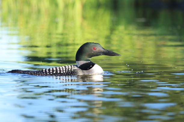 Common loon swimming on lake. Common loon swimming on lake. loon bird stock pictures, royalty-free photos & images